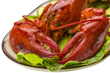 Large Lobster