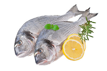 Fresh raw dorado fish on white background