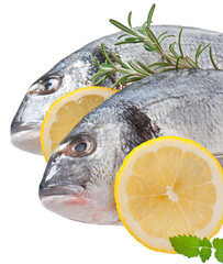 Fresh raw dorado fish on white background