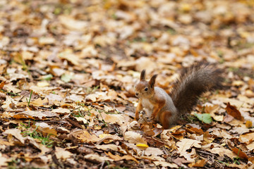 small squirell in the park