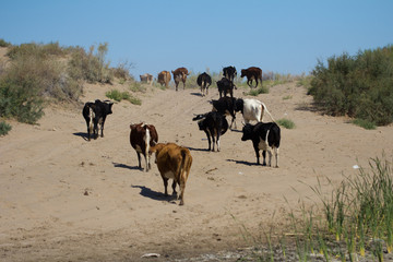 cows are on a dusty road