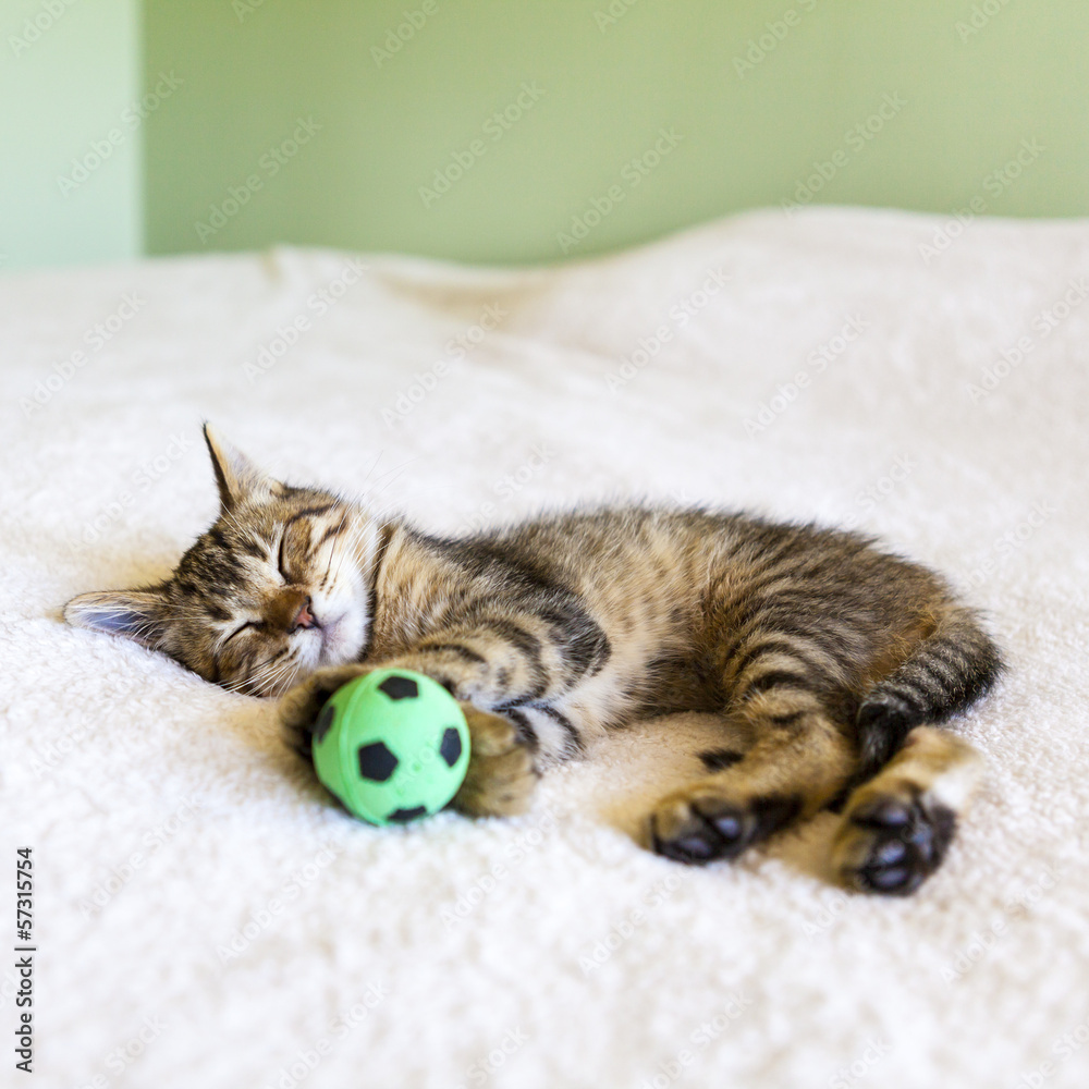 Wall mural Kitten sleeping with a soccer ball