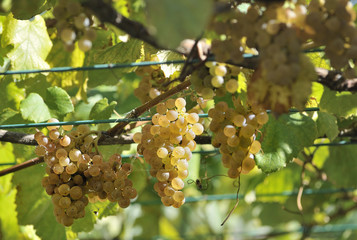 Albarino grapes and vines in Galicia, Spain