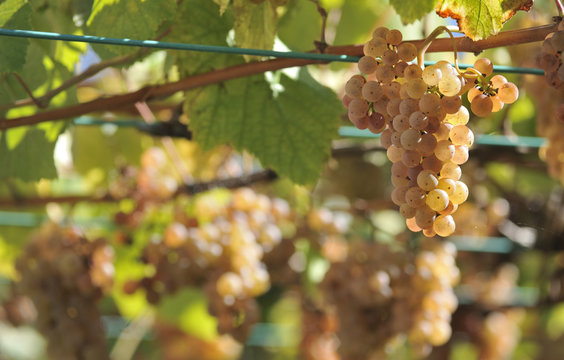 Albarino grapes and vines in Galicia, Spain