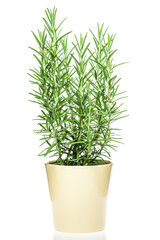 Closeup of a rosemary branch in a light yellow pot