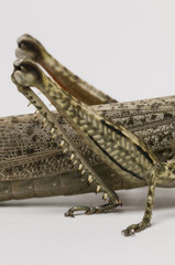 Fototapeta premium Short-horned grasshopper