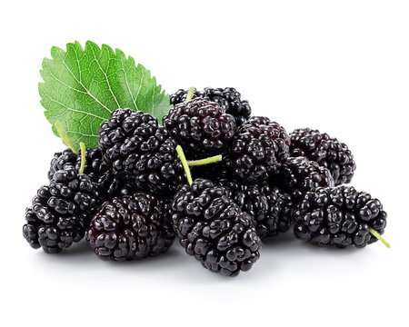 Mulberry with leaf