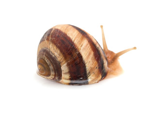 snail on a white background. macro