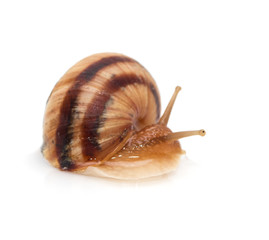 snail on a white background. macro