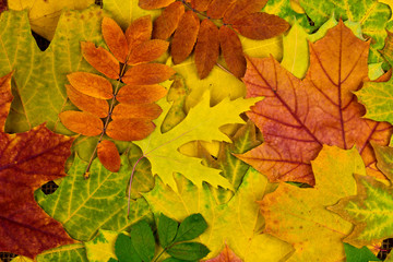Naklejka na ściany i meble fall leaves