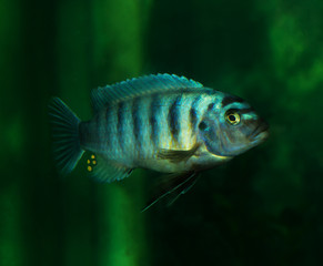 Fototapeta premium fish in the aquarium