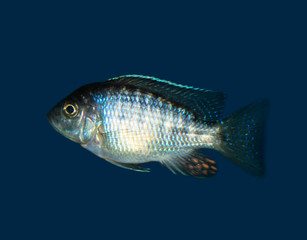 Fototapeta premium fish in the aquarium