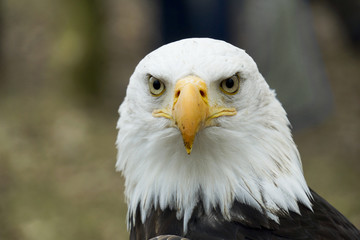 Portrait of an american eagle