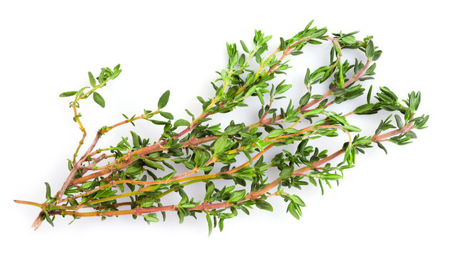 Fresh thyme on white background