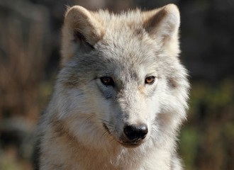 Fototapeta premium loup blanc