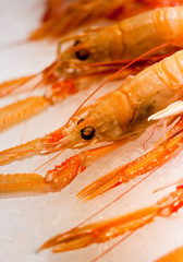Red lobsters laying on ice close up