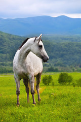 Gray Arab horse