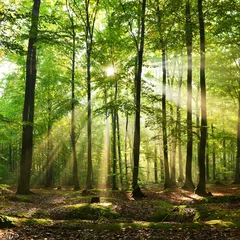 Foto auf Acrylglas Bestsellern Landschaften Wald