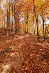 Obraz premium Autumn forest