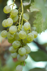 Green grapes on the nature
