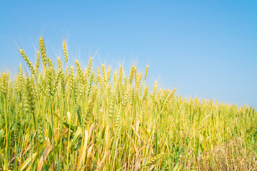Fototapeta premium ripe wheat