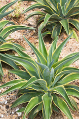 Fototapeta premium Plants in Deserts