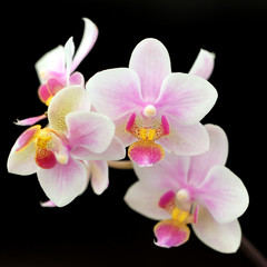 Closeup of beautiful orchid