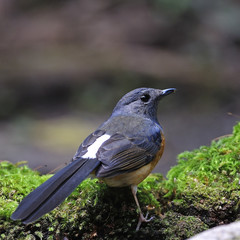 Obraz premium female White-rumped Shama