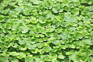 background from lot of burdock leaves