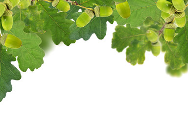 half frame from green acorns and leaves isolated on white