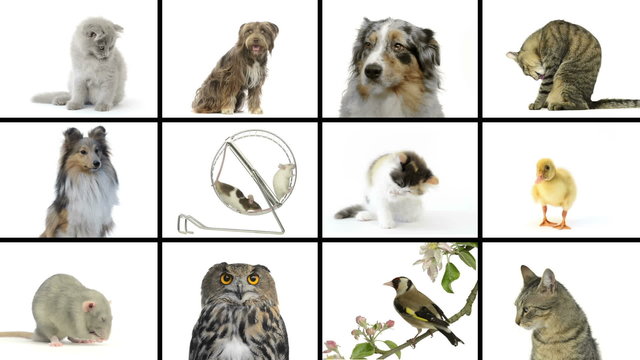 Composition of pets