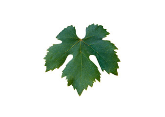 grape leaf