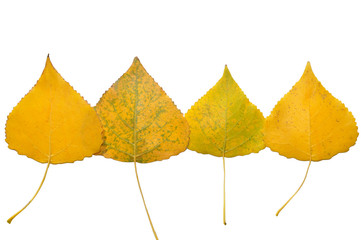 Herbstblätter