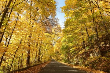 Country road leading through the autumn forest on a sunny day