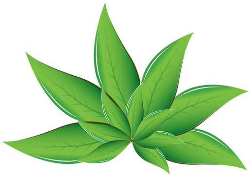 Tea leaves Vector illustration