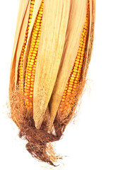 Closeup of mature corn on white background © jinga80
