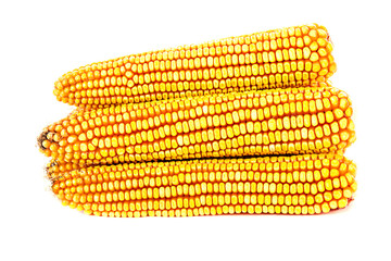 Yellow ripe corn collected