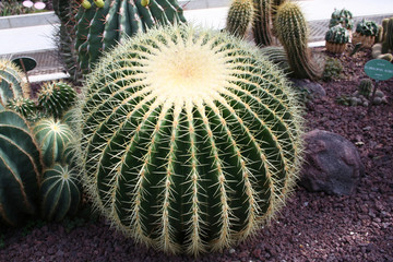Cactus Echinocactus Gruson II