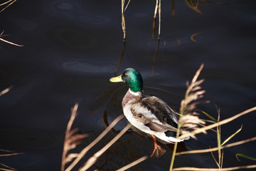 Wild Duck