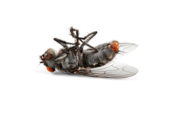 Dead house fly on white