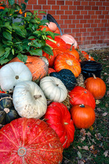 A lot ov various pumpkins