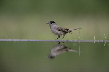 Blackcap, Sylvia atricapilla