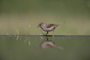 Blackcap, Sylvia atricapilla