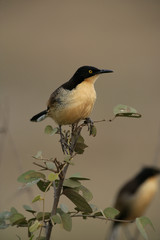 Black-capped donacobius, Donacobius atricapillus