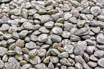 Clams