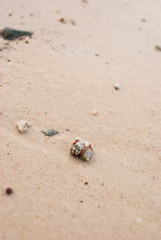 Coral fragments on the beaches
