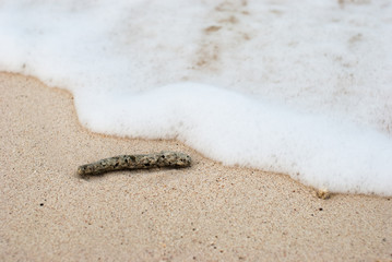 Coral fragments on the beaches
