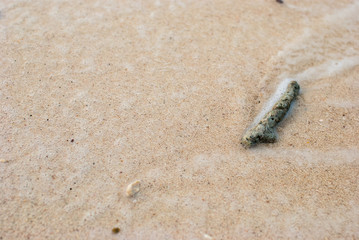Coral fragments on the beaches