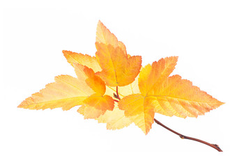 Autumn branch with gold leaves isolated on white