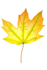 Autumn maple leaf